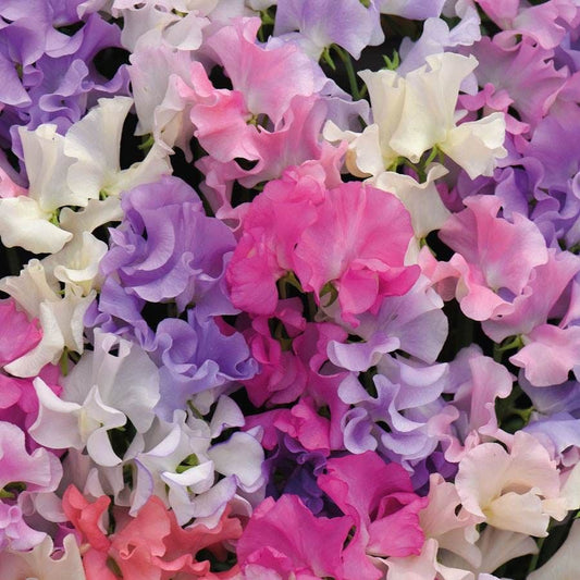 'Sweet Dreams' Sweet Pea Seeds