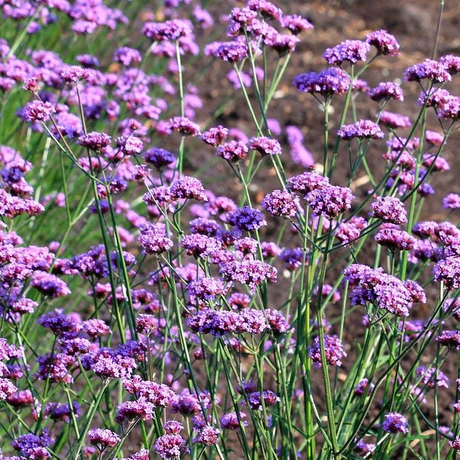'Vanity' Verbena Seeds