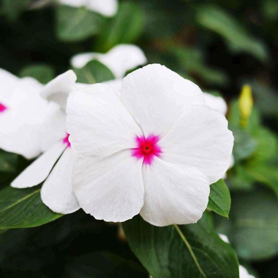 periwinkle flower seeds Mega Bloom® Polka Dot Vinca Seeds