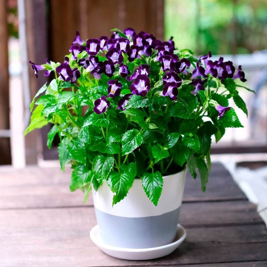 potted flower seeds Vertigo Deep Blue Torenia Seeds