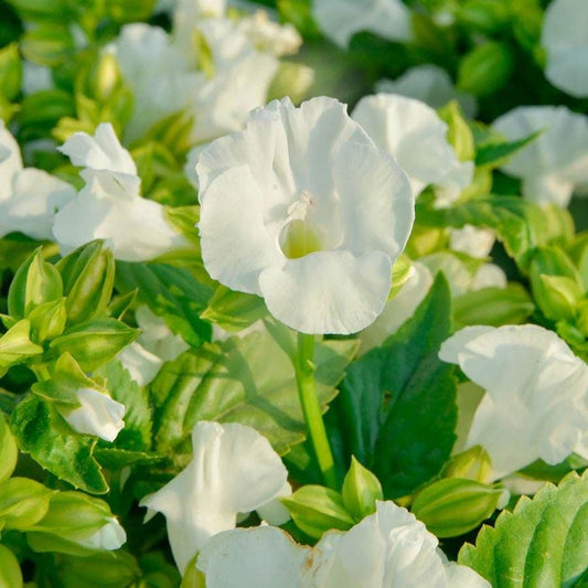 Summery Love Pure White F1 Torenia Seeds