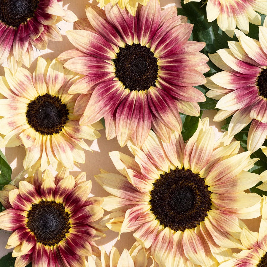 seed of a strawberry or sunflower Summer Lovin' Pink Sunflower Seeds – Park Seed