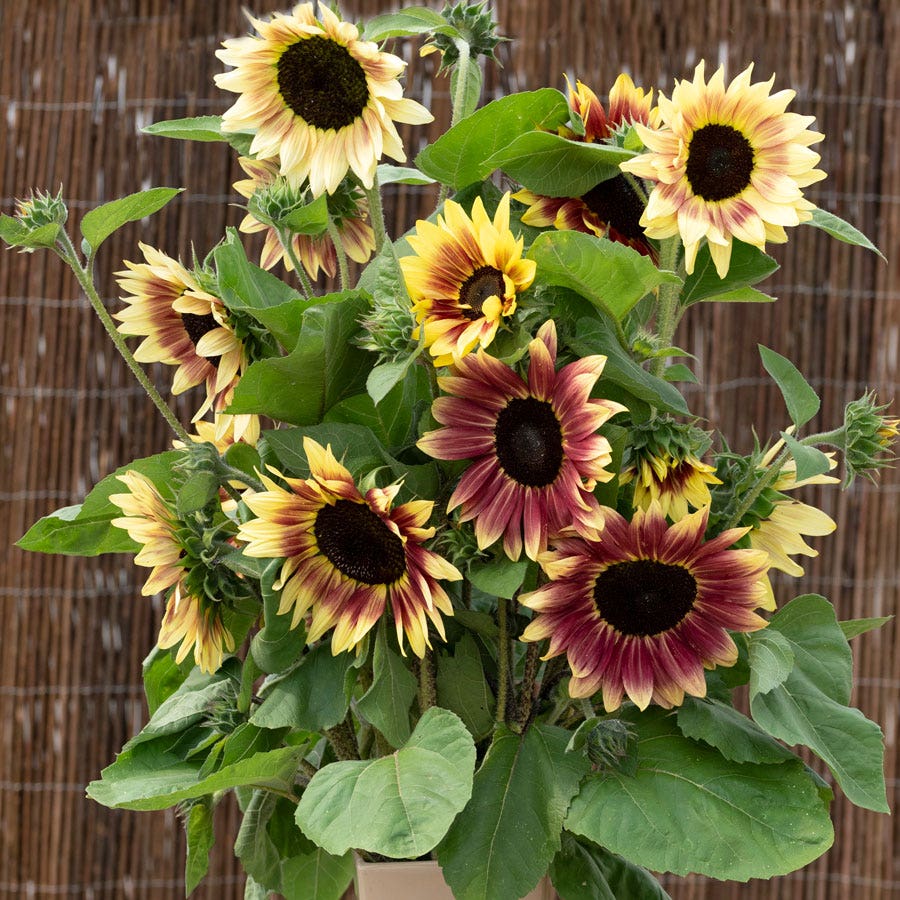 Summer Lovin' Pink Sunflower Seeds