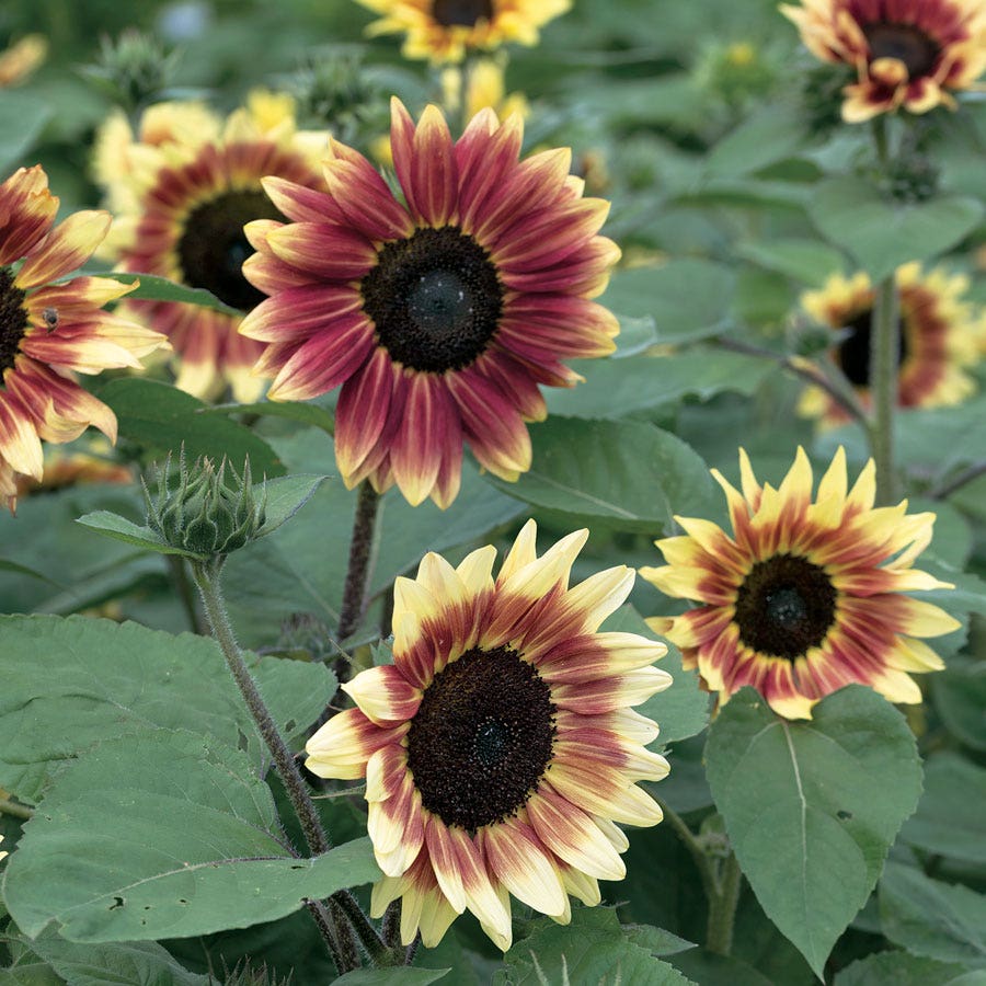 Summer Lovin' Pink Sunflower Seeds