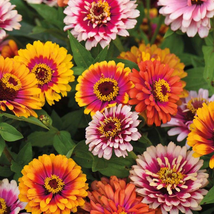 'Funfair Mix' Zinnia Seeds