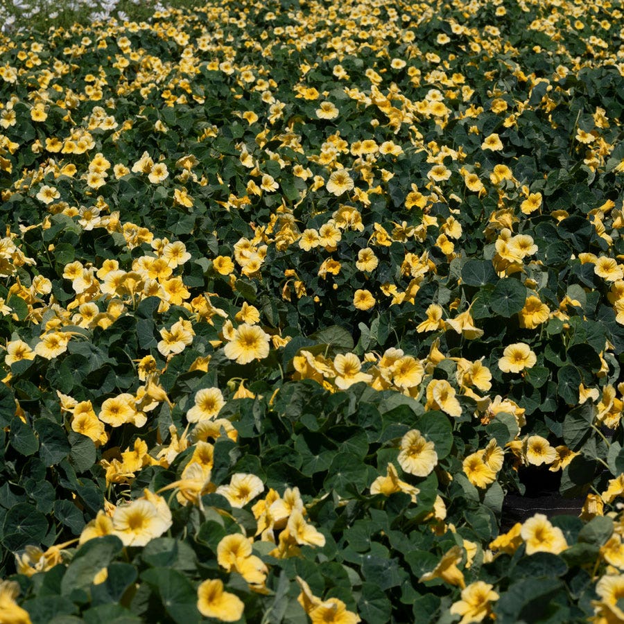 Baby Yellow Nasturtium Seeds