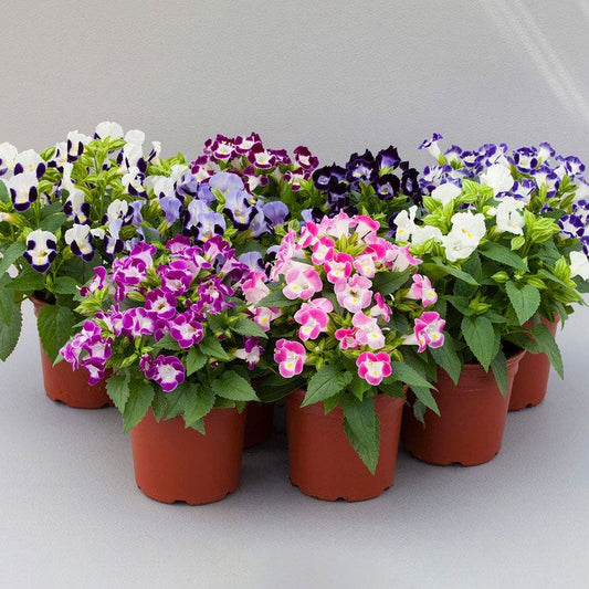Hi-Lite™ Mix Torenia Seeds