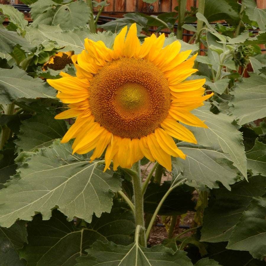 'Incredible' Dwarf Small Sunflower Seeds