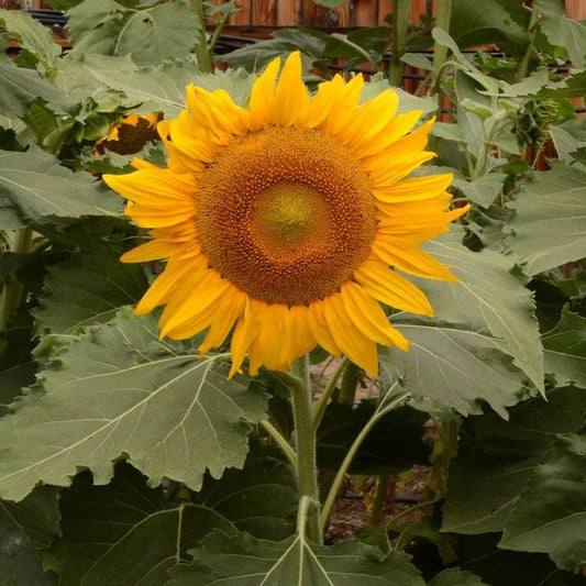 'Incredible' Dwarf Small Sunflower Seeds