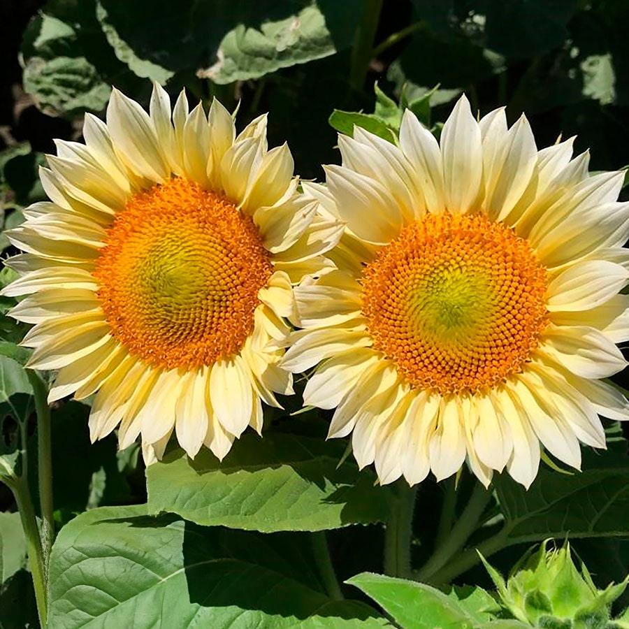 white sunflower seeds to plant ProCut® White Lite Sunflower Seeds