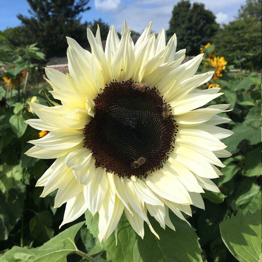 white sunflower seeds to plant ProCut® White Nite Sunflower Seeds