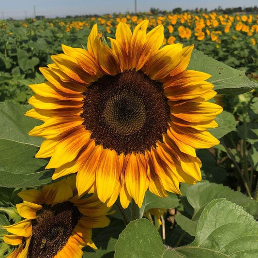 ProCut® Bi-Colour Sunflower Seeds