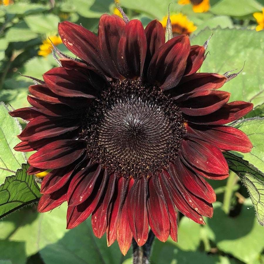 planting red sunflower seeds ProCut® Red Sunflower Seeds