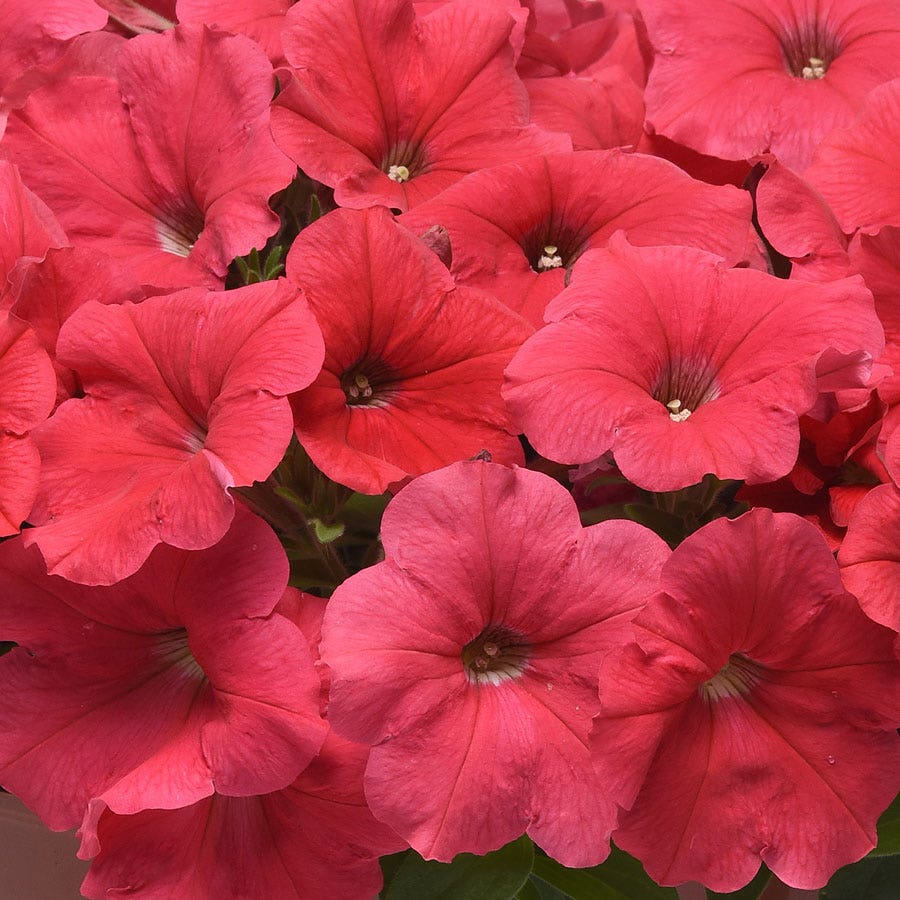E3 Easy Wave® Coral Petunia Seeds