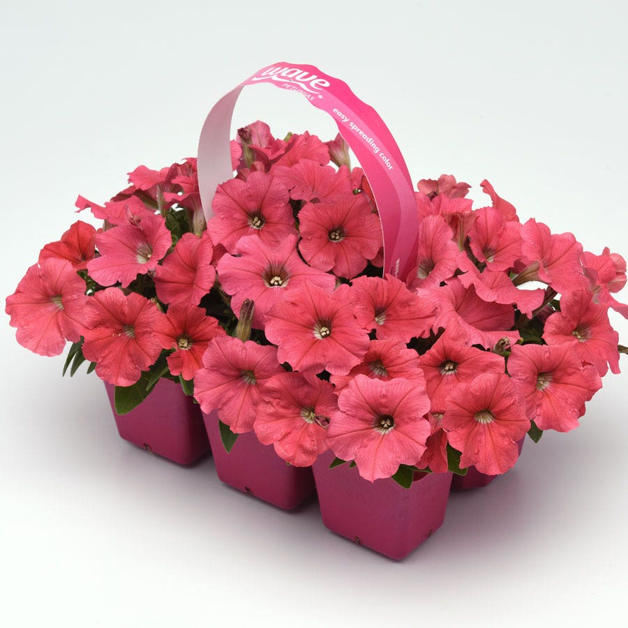 E3 Easy Wave® Coral Petunia Seeds