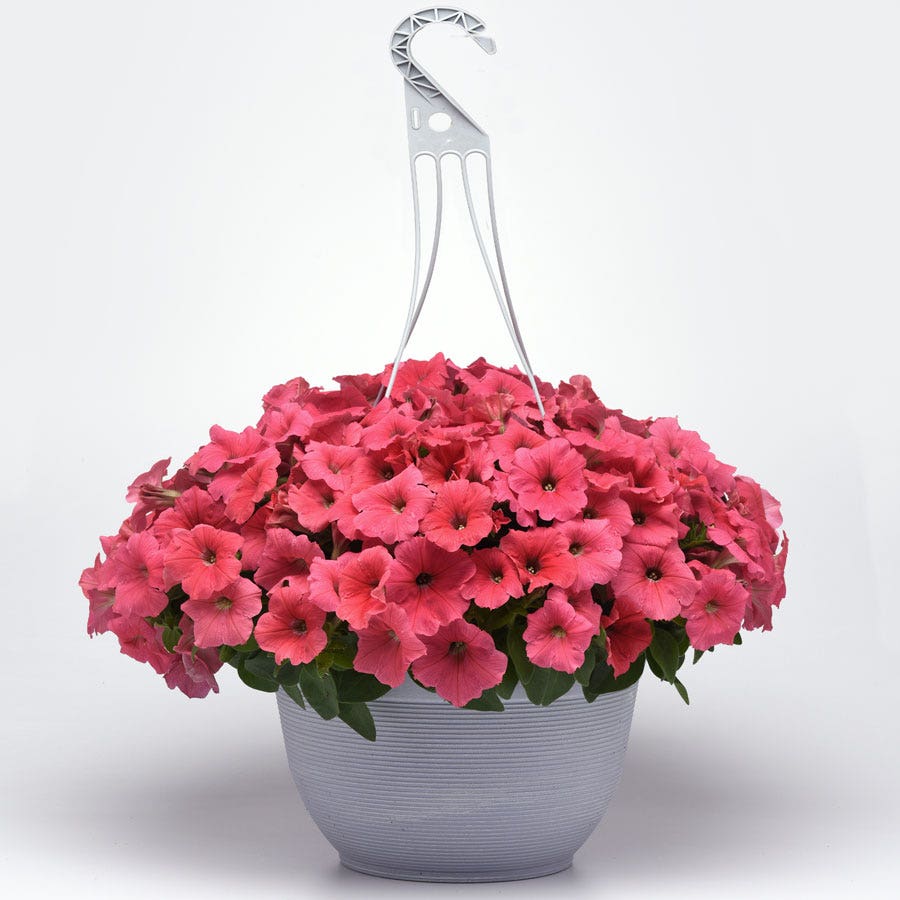 E3 Easy Wave® Coral Petunia Seeds