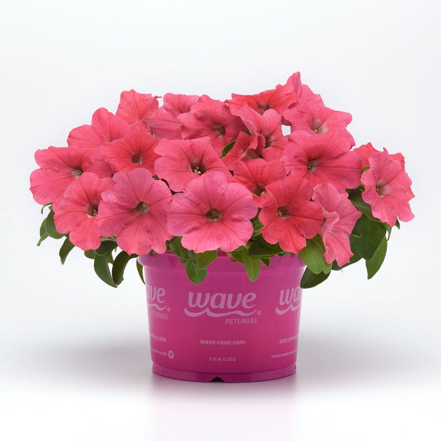 E3 Easy Wave® Coral Petunia Seeds