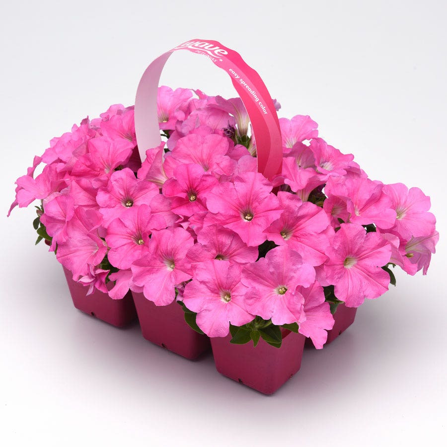 E3 Easy Wave® Pink Cosmo Petunia Seeds