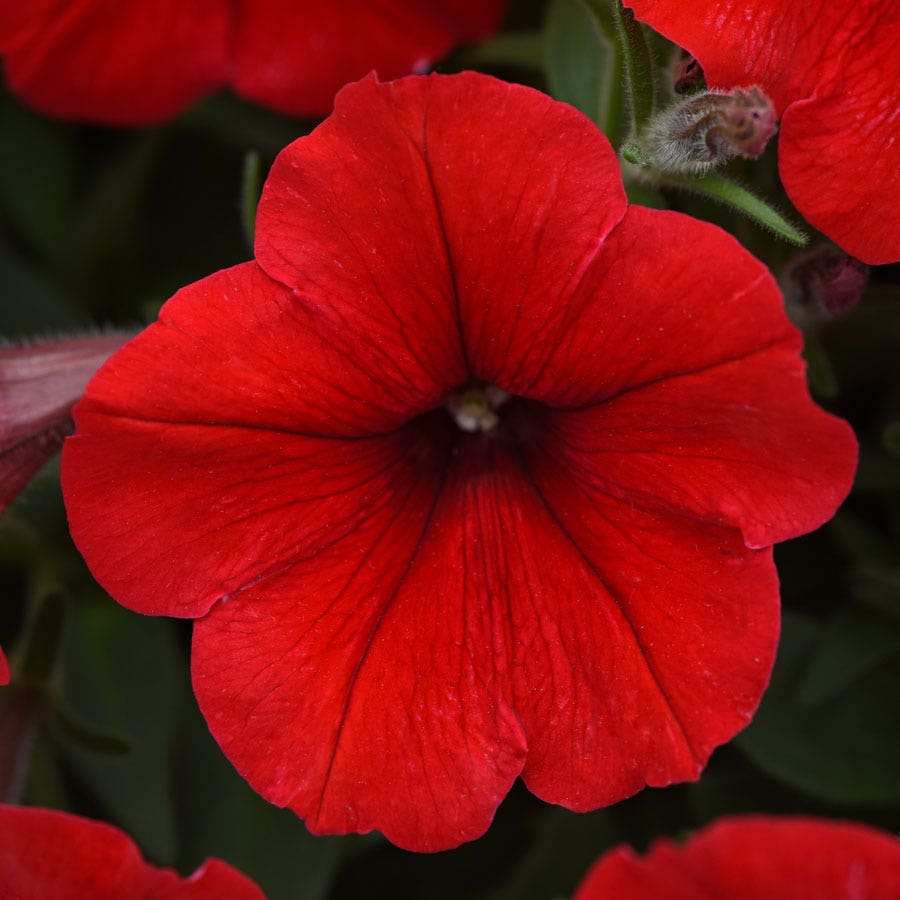 E3 Easy Wave® Red Petunia Seeds