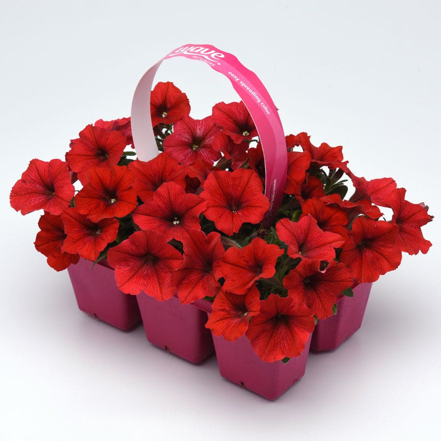 E3 Easy Wave® Red Petunia Seeds