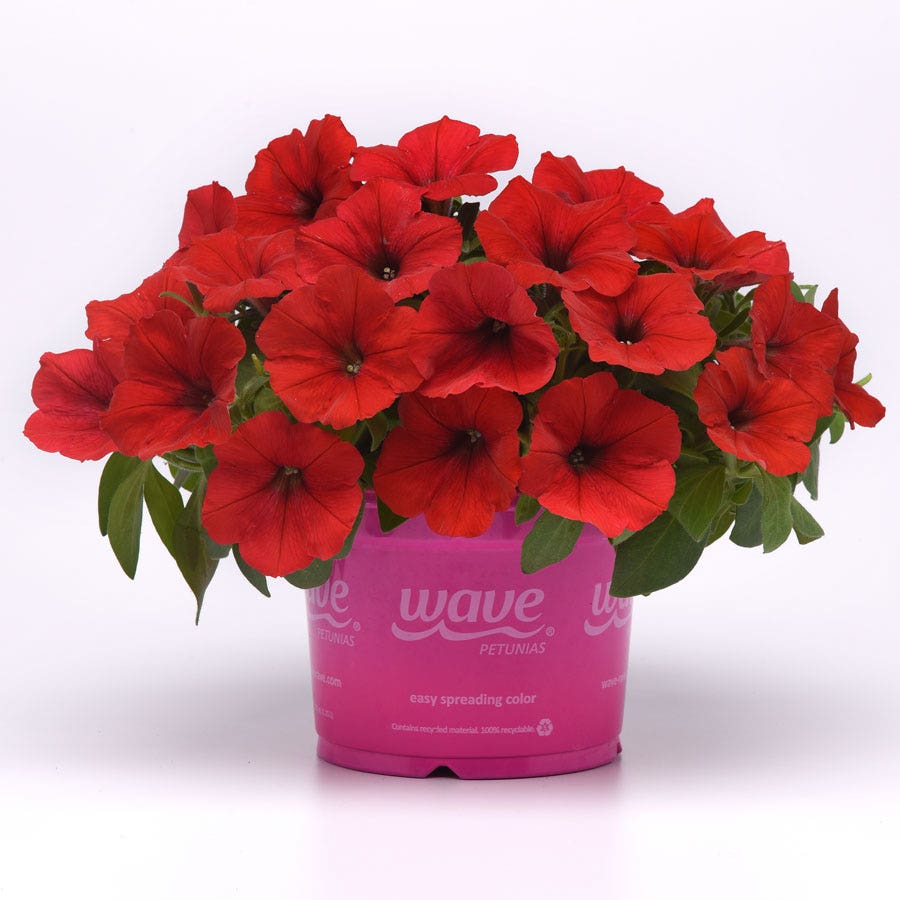 E3 Easy Wave® Red Petunia Seeds