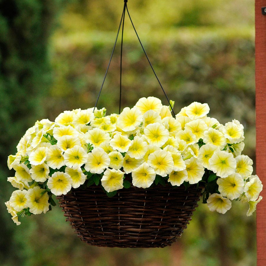 E3 Easy Wave® Yellow Petunia Seeds