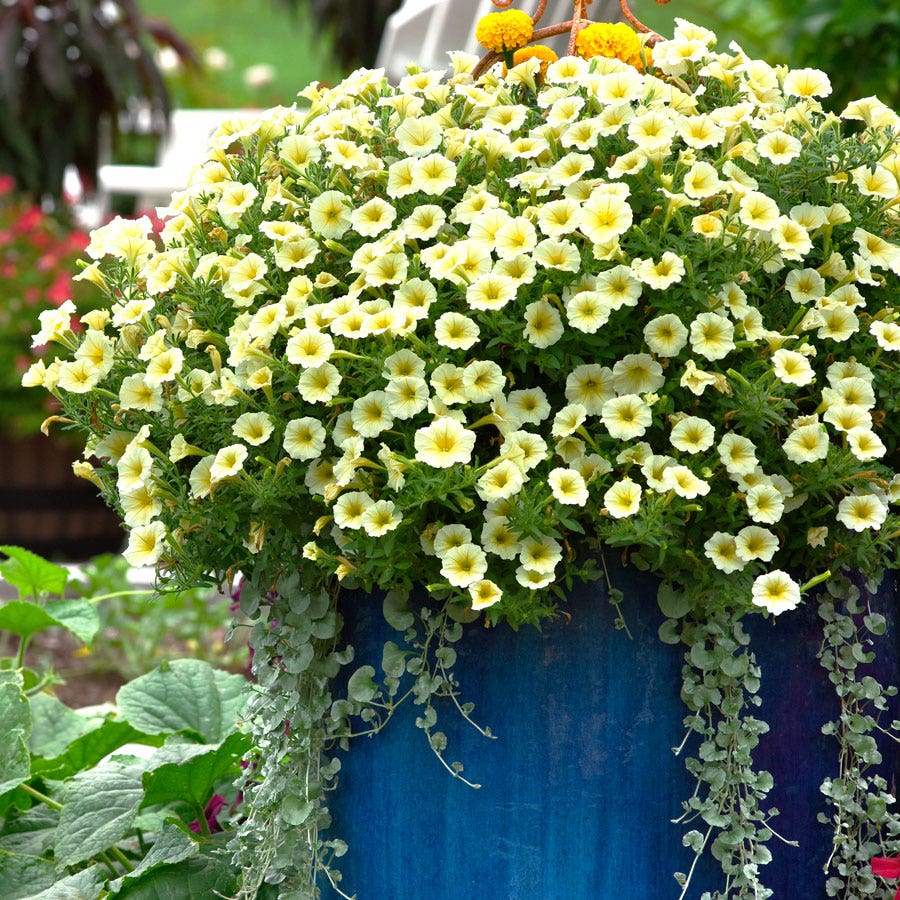 E3 Easy Wave® Yellow Petunia Seeds