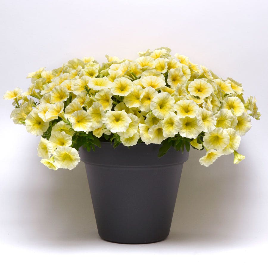 E3 Easy Wave® Yellow Petunia Seeds