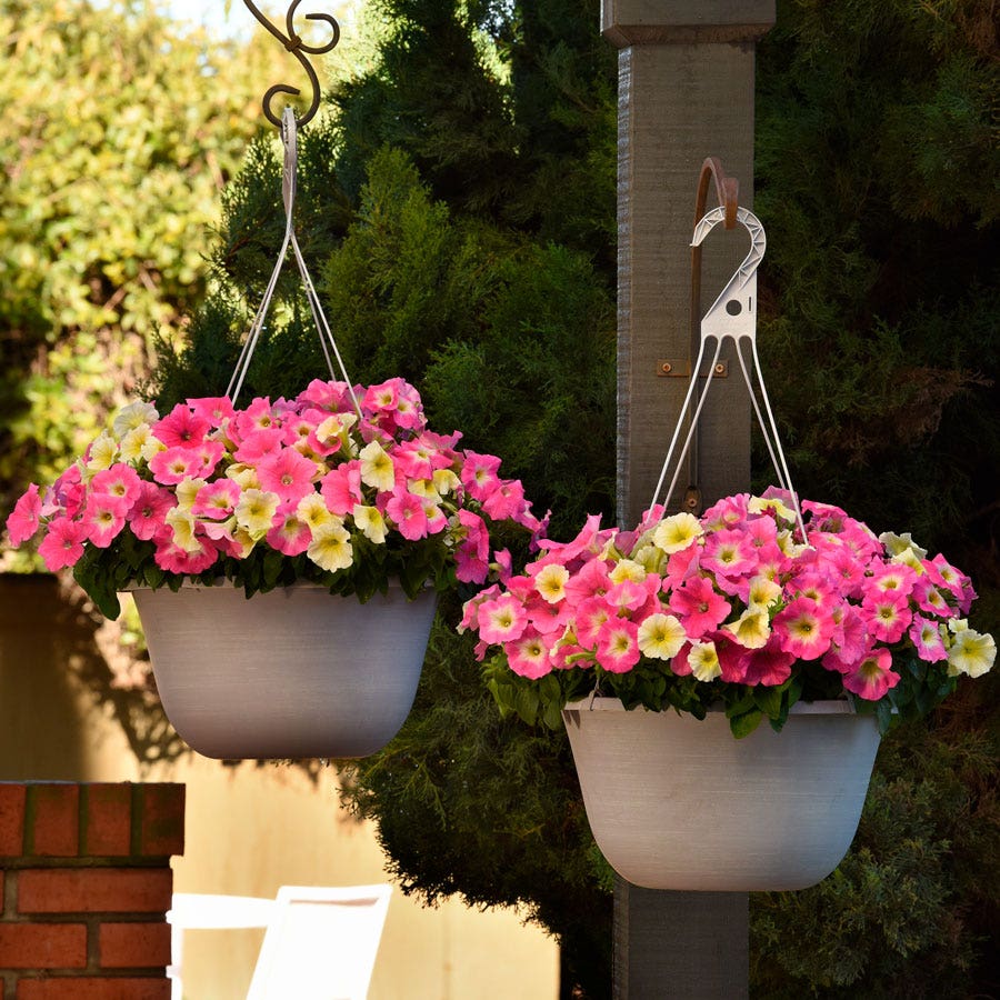 E3 Easy Wave® Sweet Taffy Mix Petunia Seeds