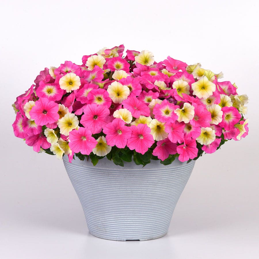 E3 Easy Wave® Sweet Taffy Mix Petunia Seeds