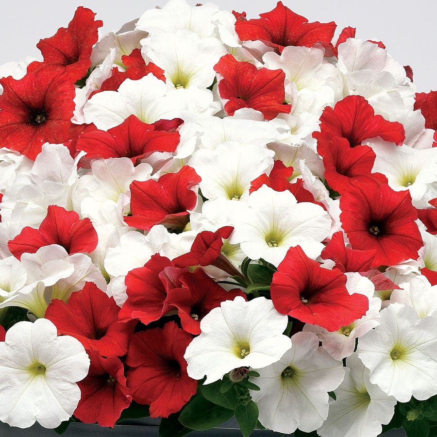 E3 Easy Wave® Peppermint Mix Petunia Seeds