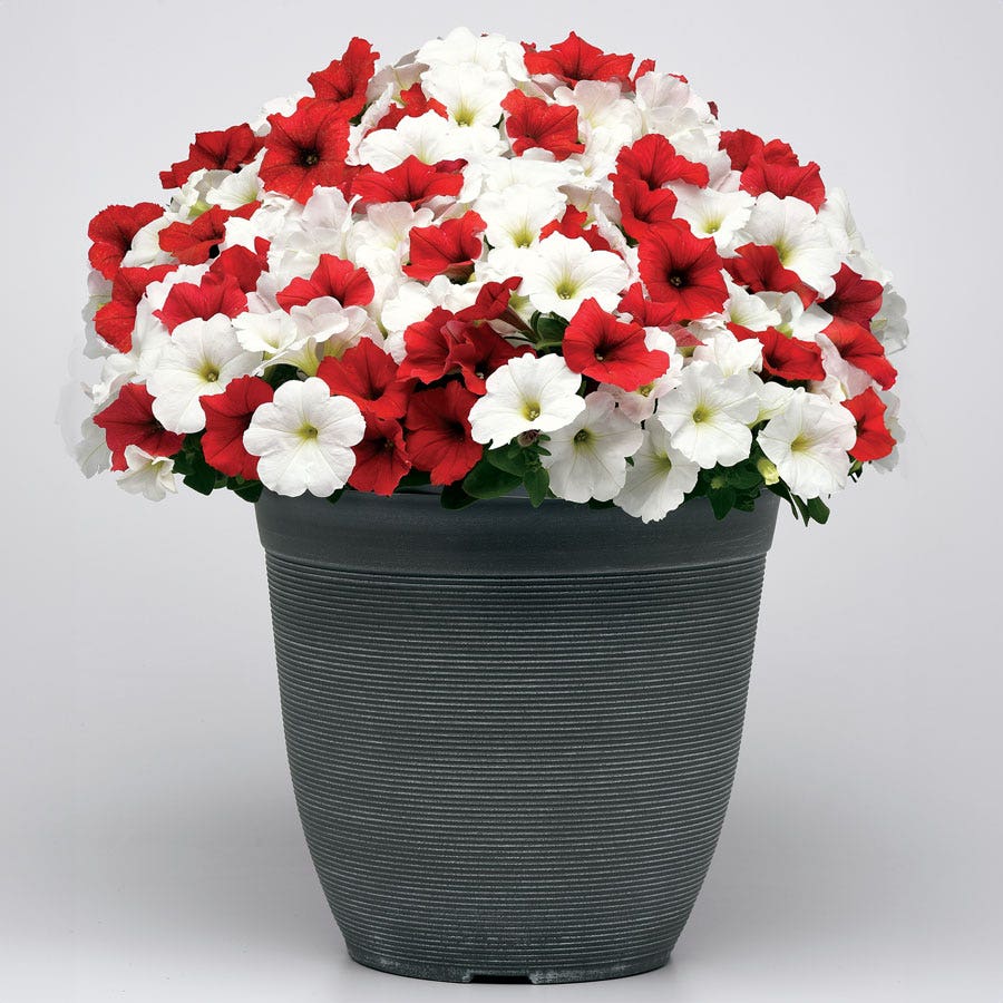 E3 Easy Wave® Peppermint Mix Petunia Seeds