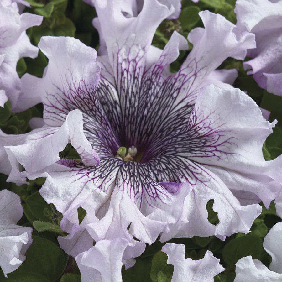 Superbissima Giant Alba Petunia Seeds