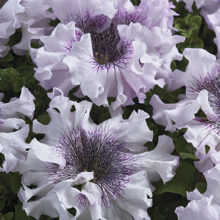 Superbissima Giant Alba Petunia Seeds