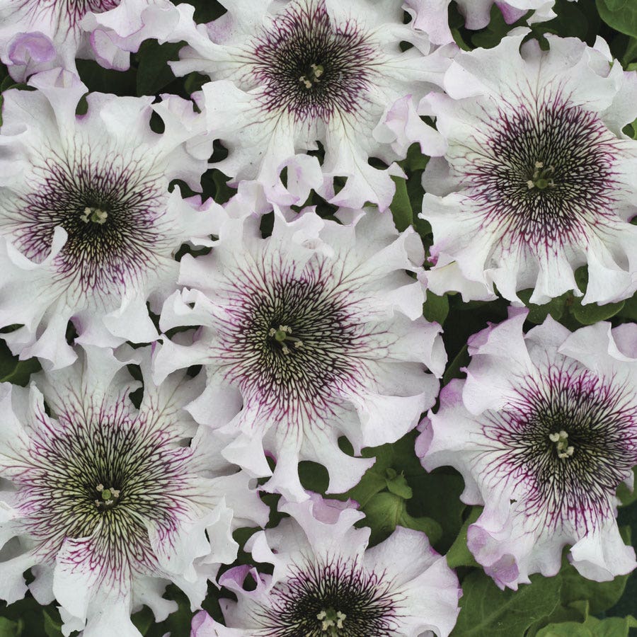 Superbissima Giant Alba Petunia Seeds