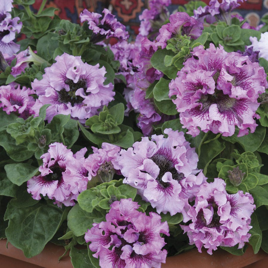 Superbissima Giant Rose Petunia Seeds