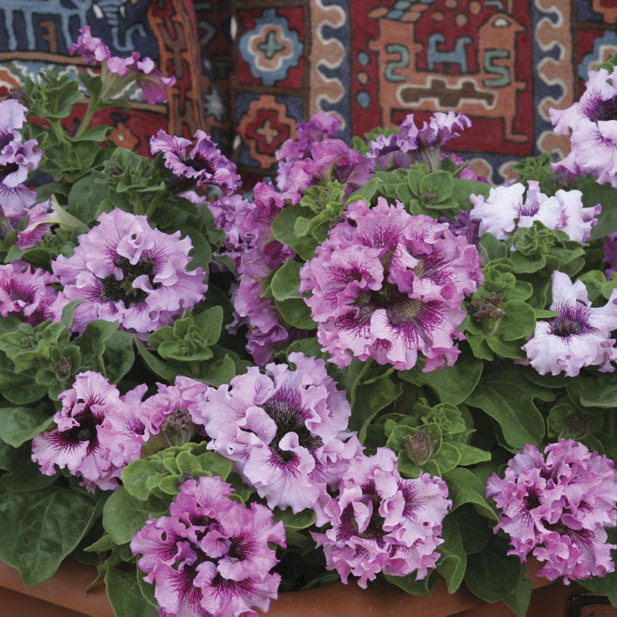 Superbissima Giant Rose Petunia Seeds