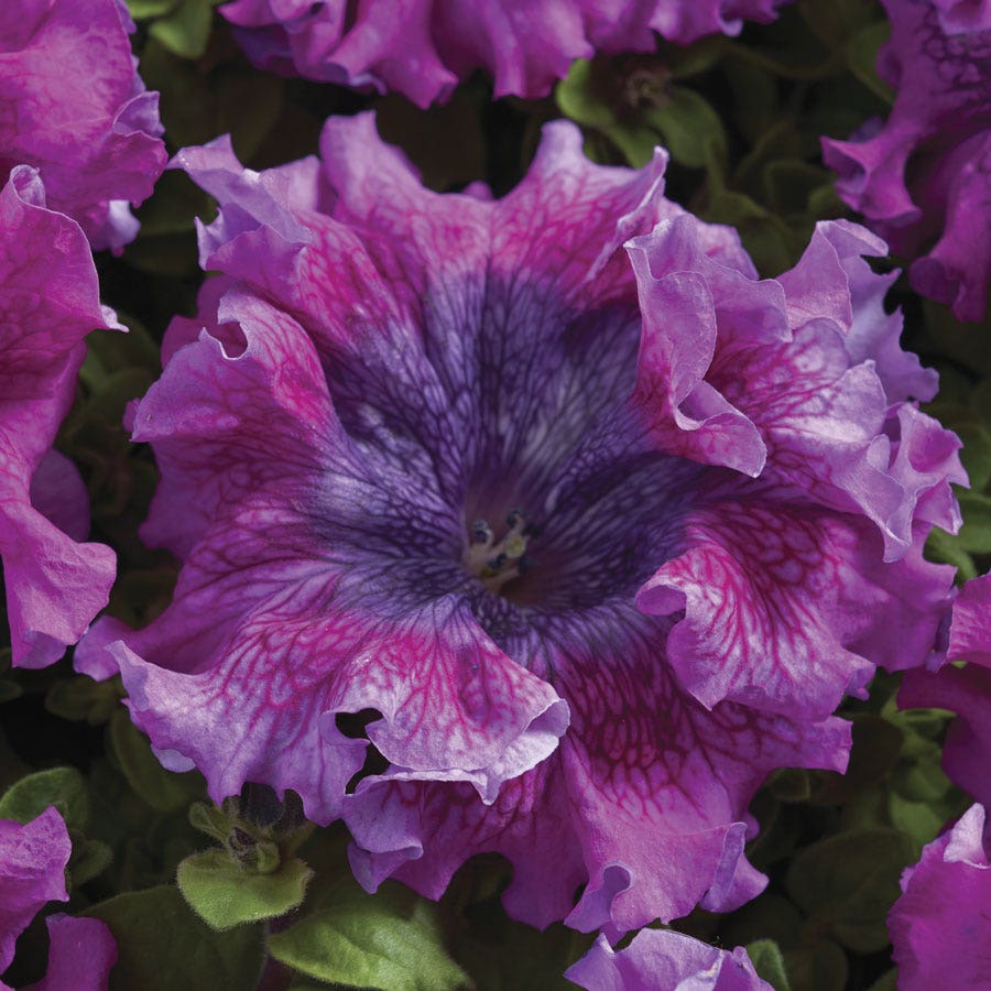 black purple scarce rare phantom petunia flower seeds Superbissima Dark Purple Petunia Seeds – Park Seed