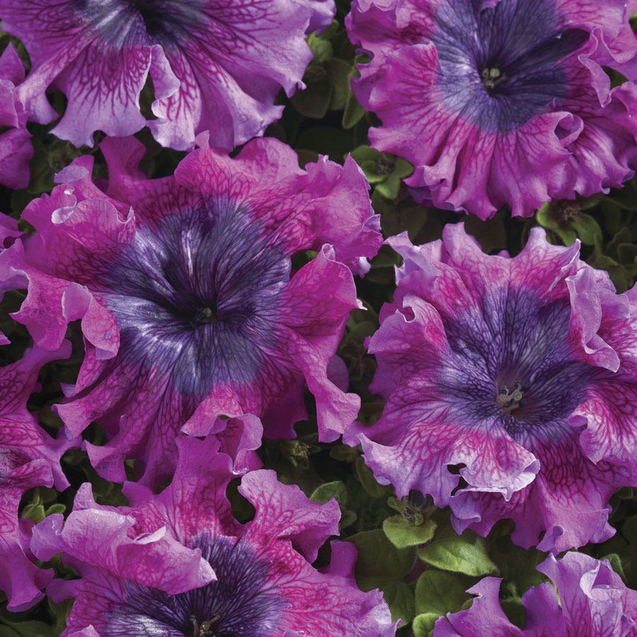Superbissima Dark Purple Petunia Seeds
