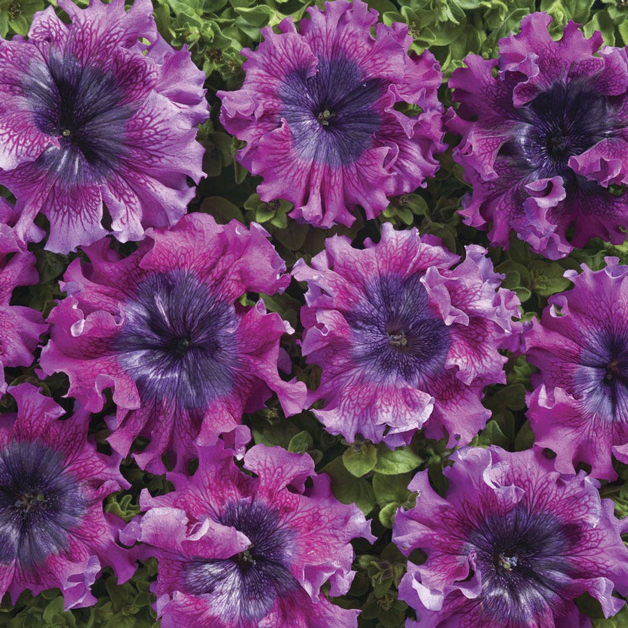 Superbissima Dark Purple Petunia Seeds