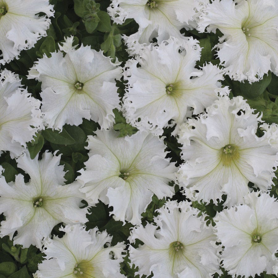Lace Veil Petunia Seeds