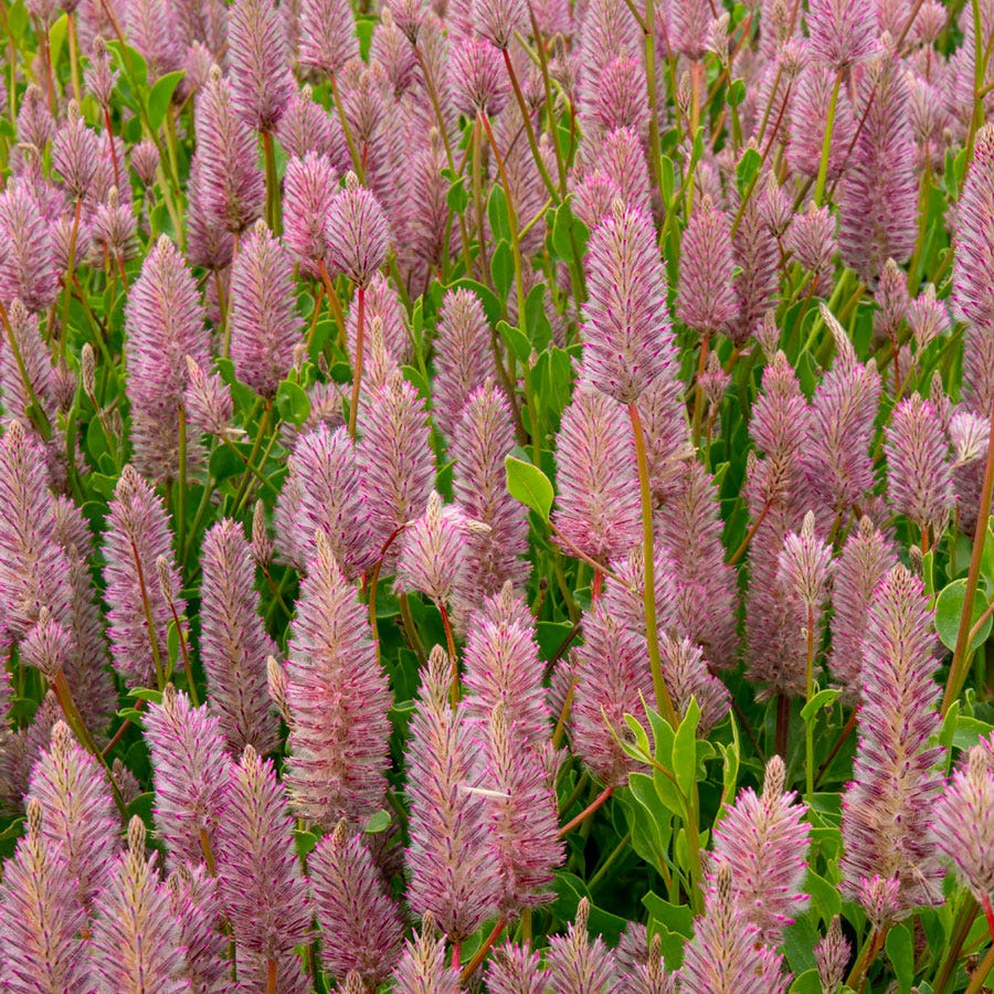 Matilda Ptilotus Seeds