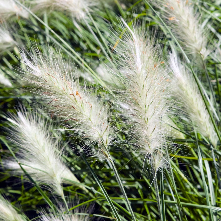 garden grass seeds near me Fluffy Feathertop Grass Seeds