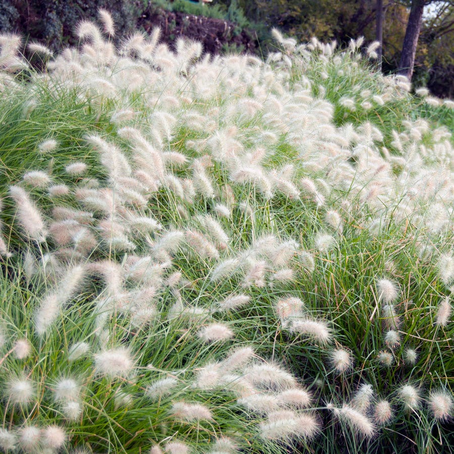 Fluffy Feathertop Grass Seeds