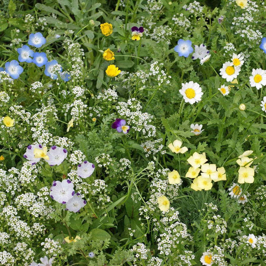 wildflower seed for lawns Alternative Lawn Seed Mix
