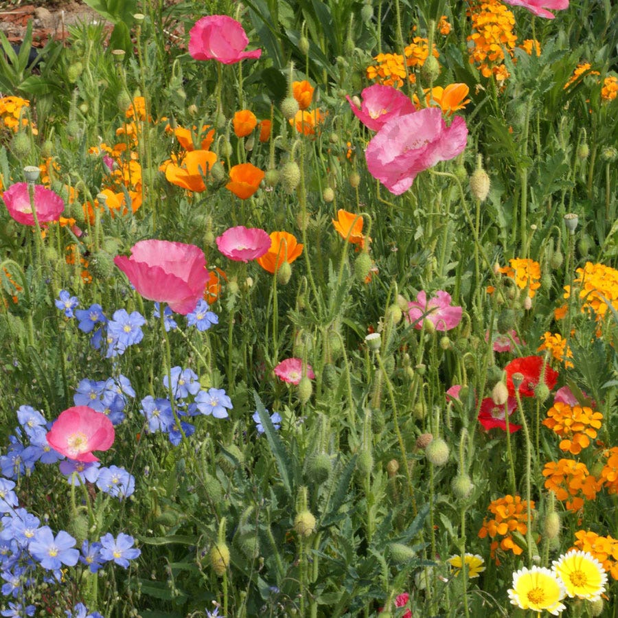 Dry Places Seed Mix