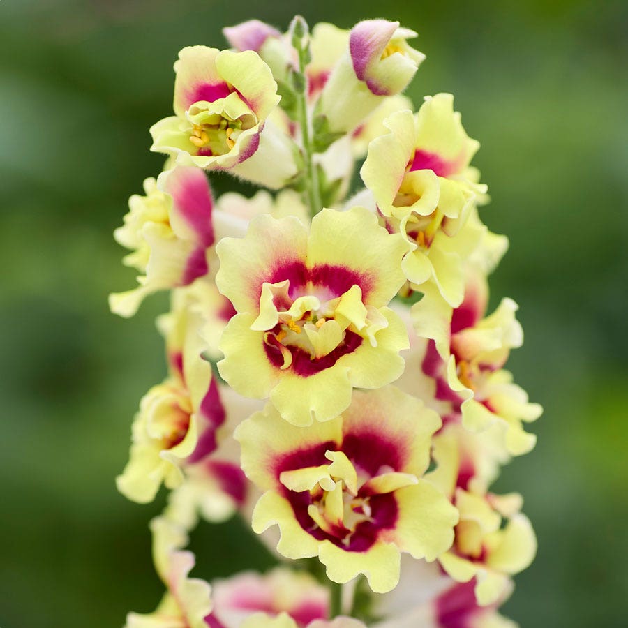 DoubleShot™ Yellow Red Heart Snapdragon Seeds