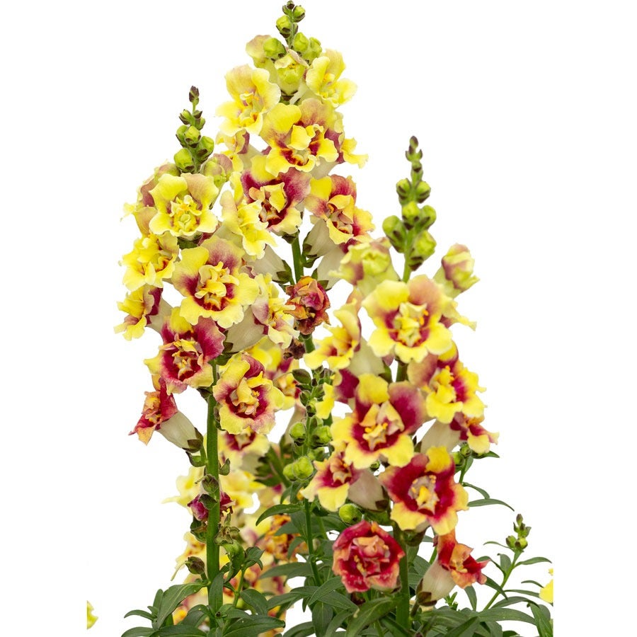 DoubleShot™ Yellow Red Heart Snapdragon Seeds