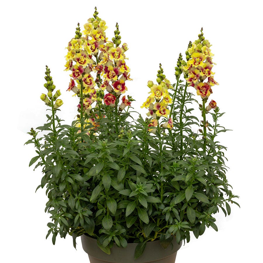 DoubleShot™ Yellow Red Heart Snapdragon Seeds
