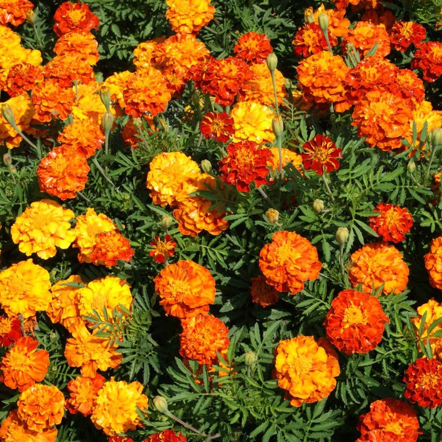 park seed marigold 'Sparky Mix' Marigold Seeds